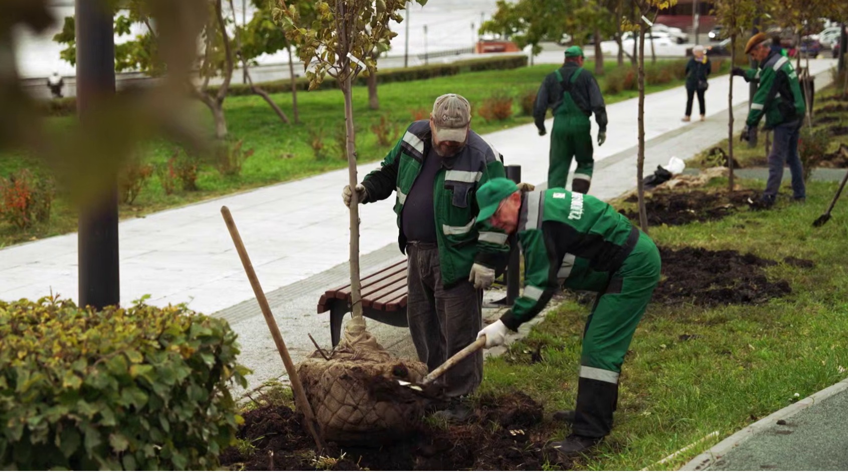 Осенью в центре Саратова высадят 435 деревьев-крупномеров Осенью в центре Саратова высадят 435 деревьев-крупномеров